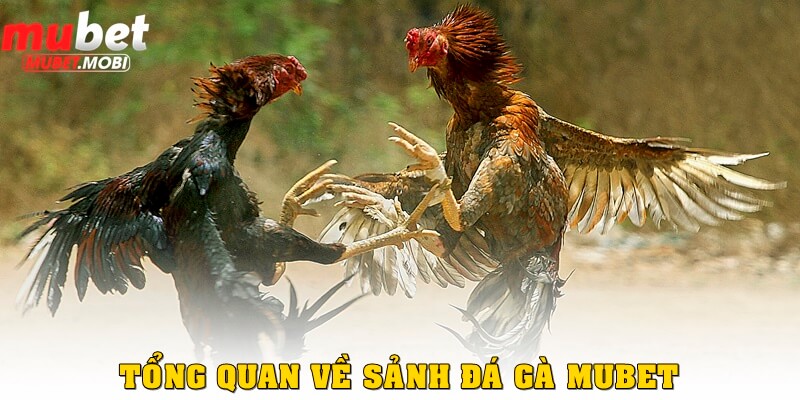 Tổng quan về sảnh đá gà Mubet