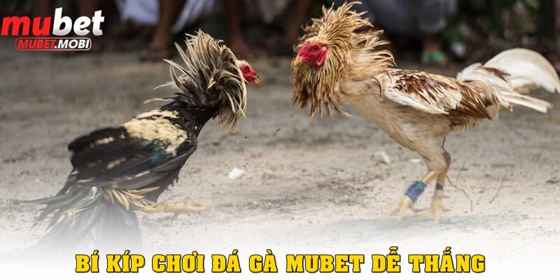 Bí kíp chơi đá gà Mubet dễ thắng nhất hiện nay