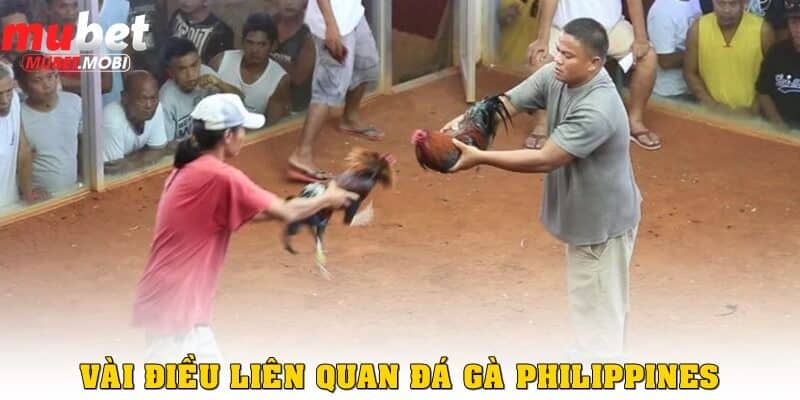 Vài điều liên quan đến đá gà Philippines