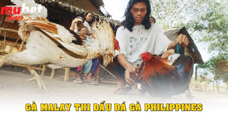 Gà Malay tại đấu trường đá gà Philippines