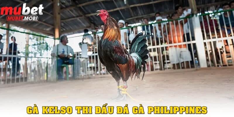 Gà Kelso tại đấu trường đá gà Philippines
