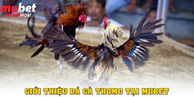 Giới thiệu đá gà Thomo tại Mubet