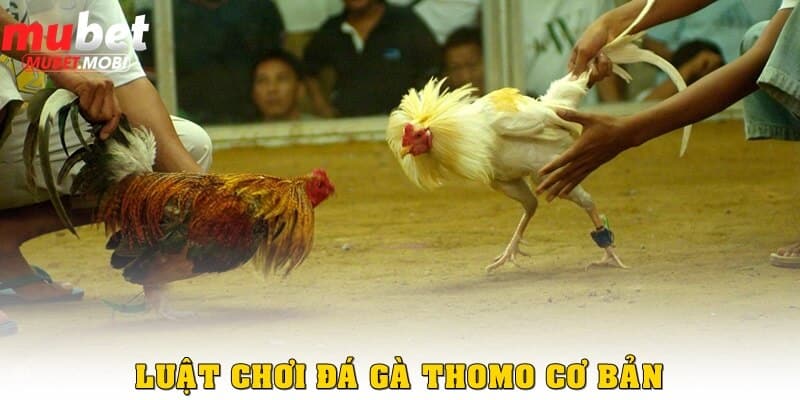 Cập nhật luật chơi Đá gà Thomo Mubet cơ bản