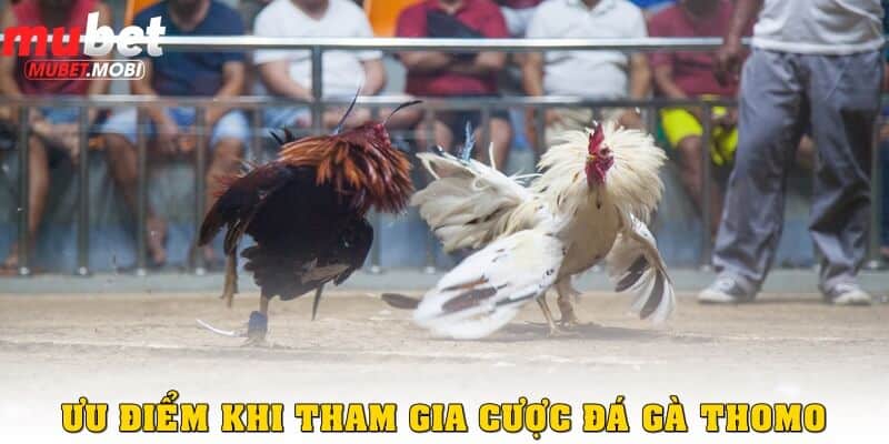 Ưu điểm vượt trội khi tham gia Đá gà Thomo Mubet